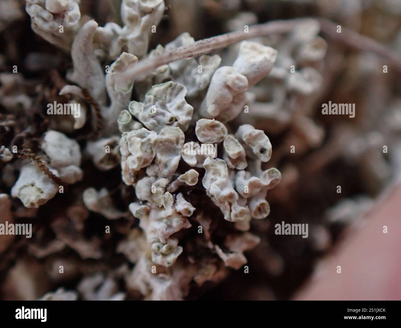 Ceratites hi-res stock photography and images - Alamy