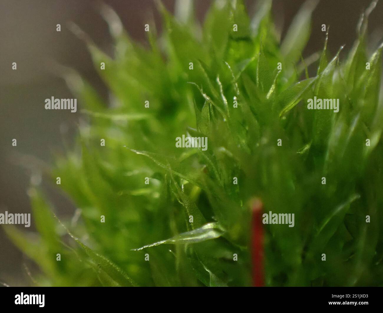 Slender Cruet-moss (Tetraplodon mnioides Stock Photo - Alamy