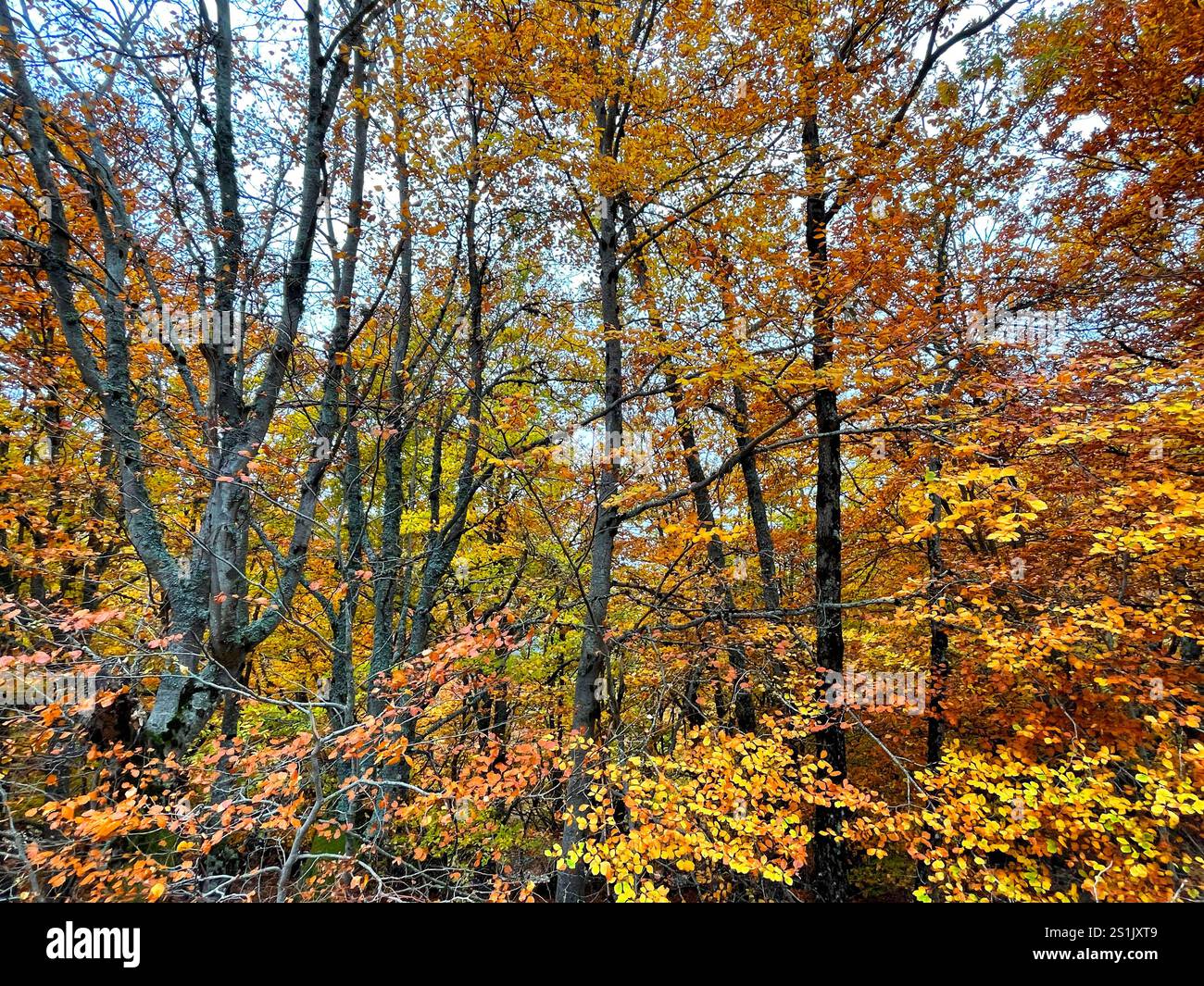 La Pedrosa beech forest in Autumn. Riofrio de Riaza, Segovia province, Castilla Leon, Spain. - Smartphone Captured Stock Image