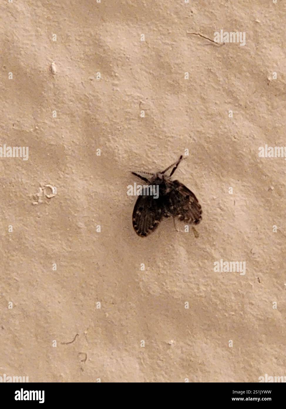 Bathroom Moth Fly (Clogmia albipunctata Stock Photo - Alamy