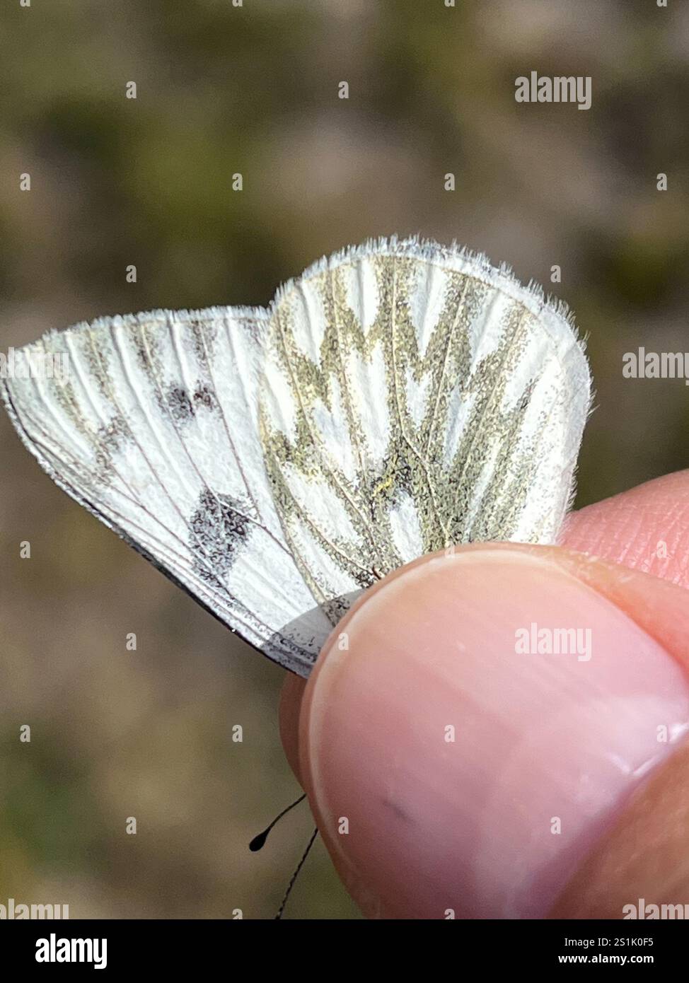 Western White (Pontia occidentalis Stock Photo - Alamy
