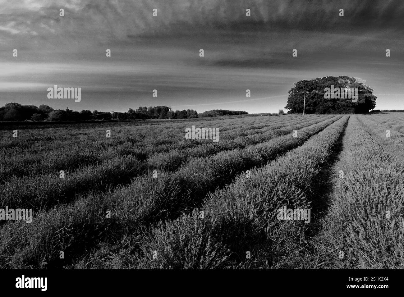Summer view of lavender fields at Heacham village, North Norfolk, England, UK Stock Photo