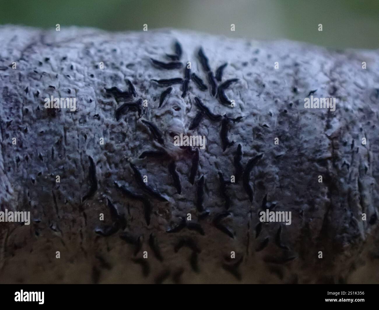 Common Script Lichen (Graphis scripta Stock Photo - Alamy