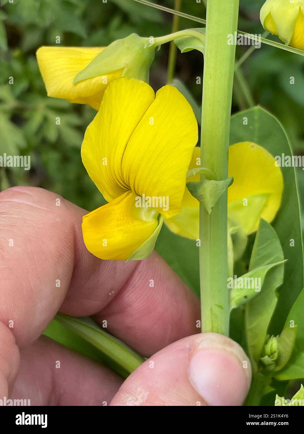 Snowy Rattlebox Showy Rattlebox (Crotalaria spectabilis Stock Photo - Alamy