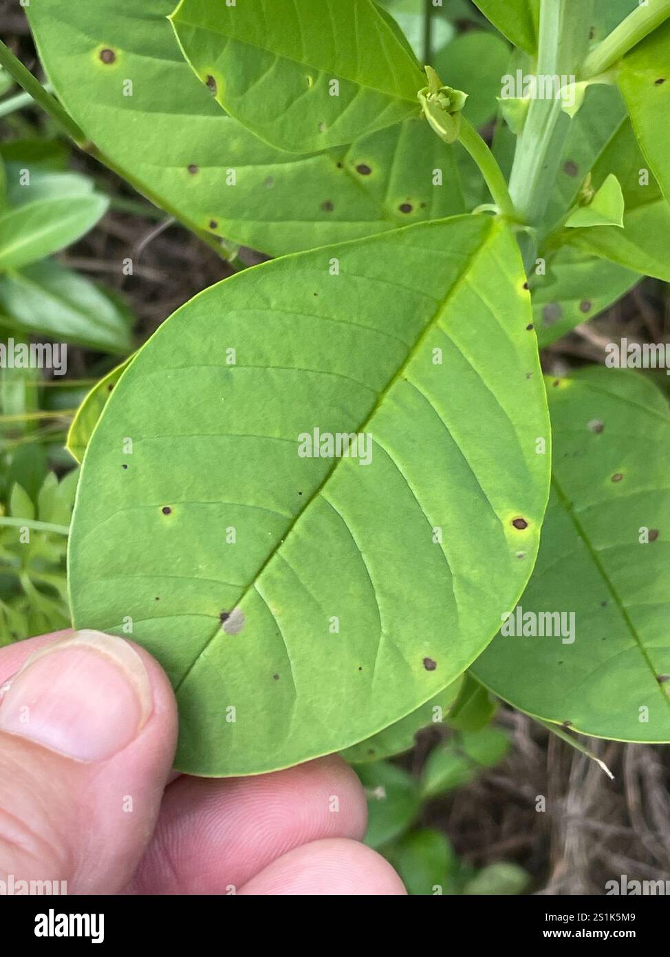 Showy Rattlebox (Crotalaria spectabilis Stock Photo - Alamy