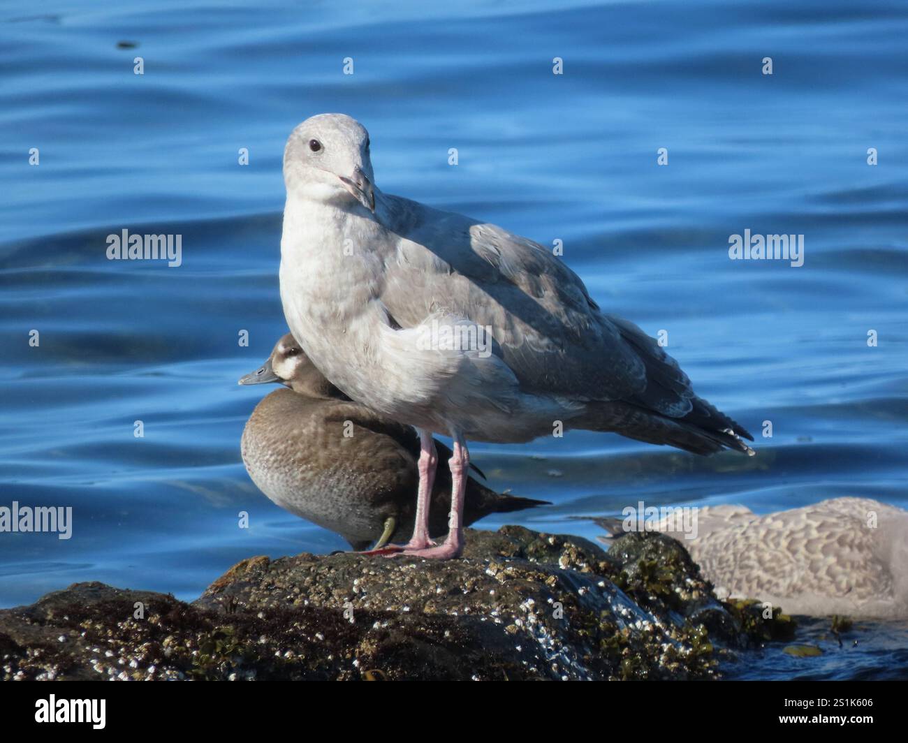 Glaucous-winged Gull (Larus glaucescens Stock Photo - Alamy