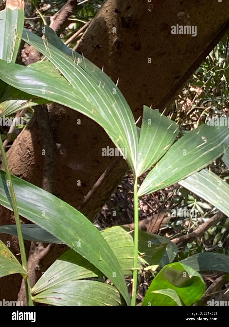 Calamus rotang hi-res stock photography and images - Alamy