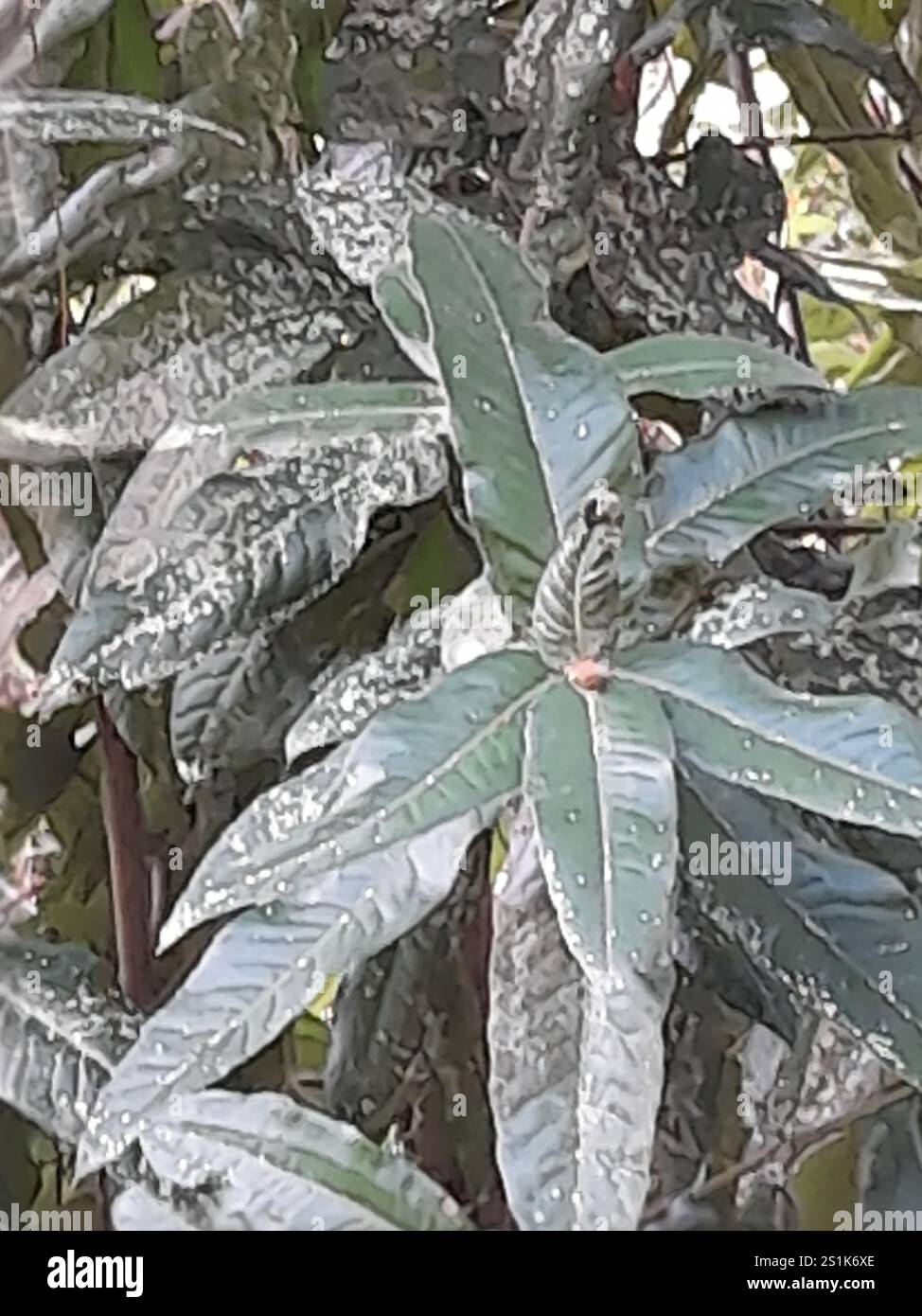 Ulmo eucryphia cordifolia hi-res stock photography and images - Alamy