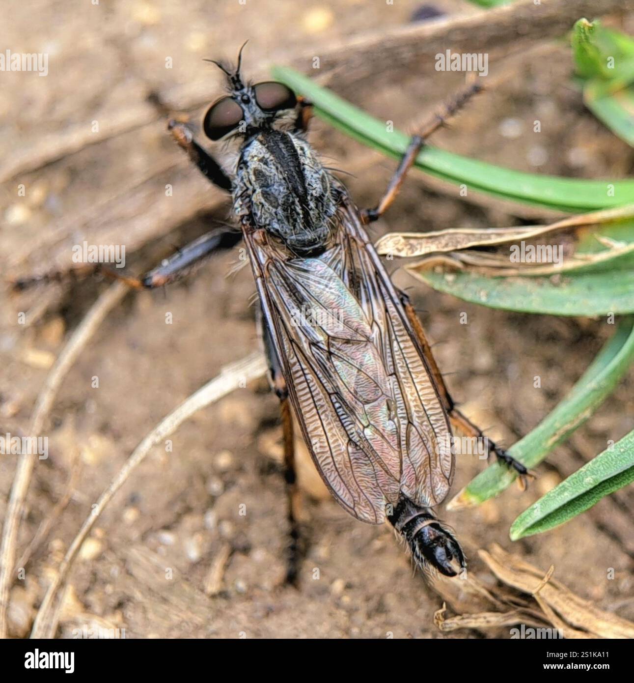 kite-tailed robberfly (Tolmerus atricapillus Stock Photo - Alamy