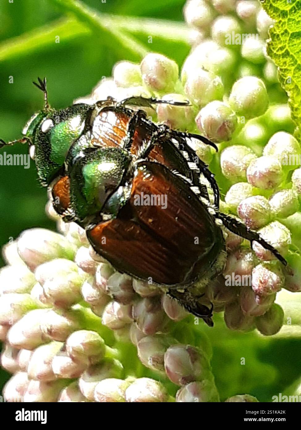 Japanese Beetle (Popillia japonica Stock Photo - Alamy