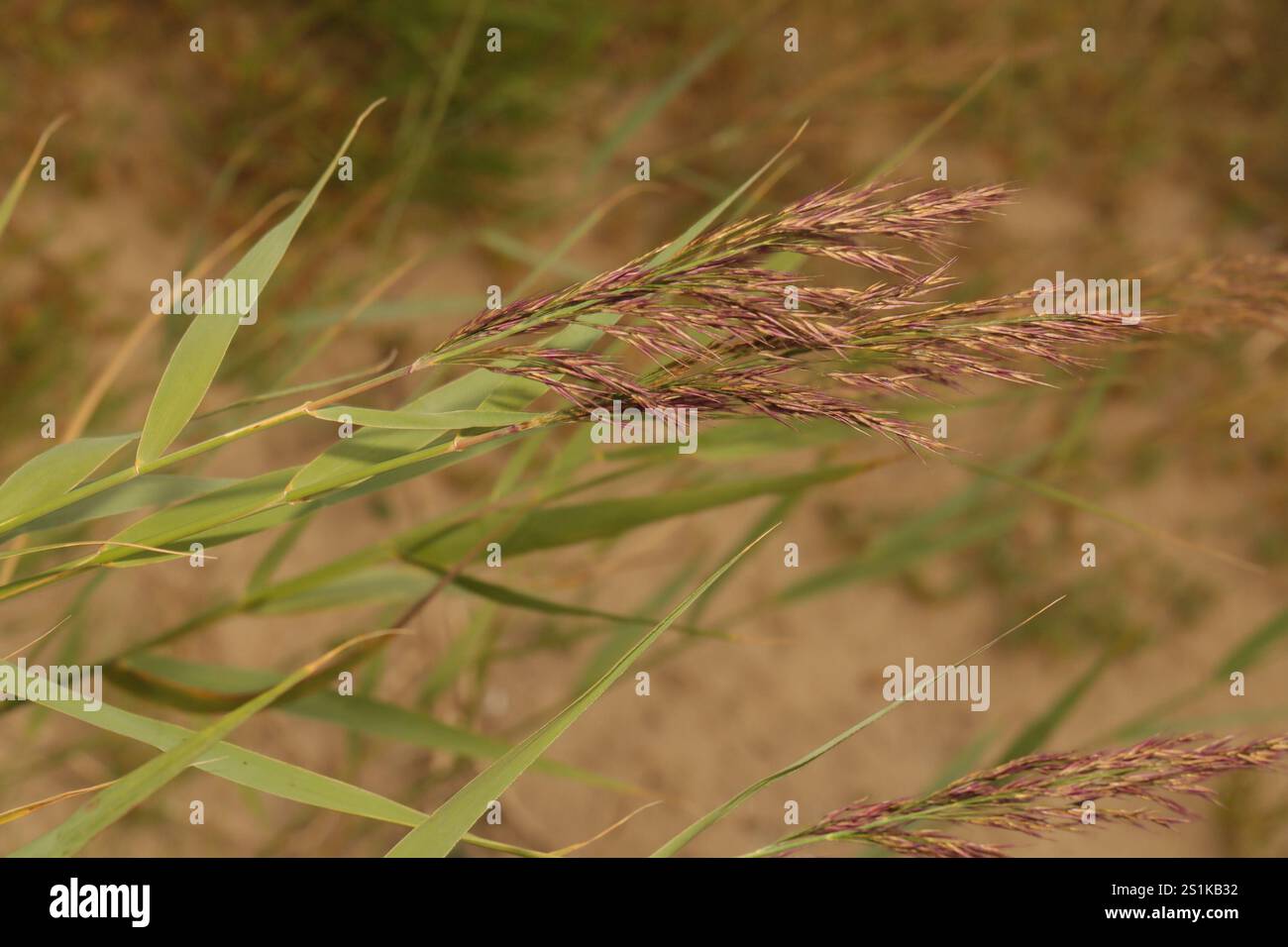 common reed (Phragmites australis Stock Photo - Alamy