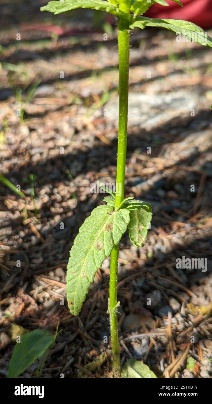 Little Yellow Rattle (Rhinanthus groenlandicus Stock Photo - Alamy