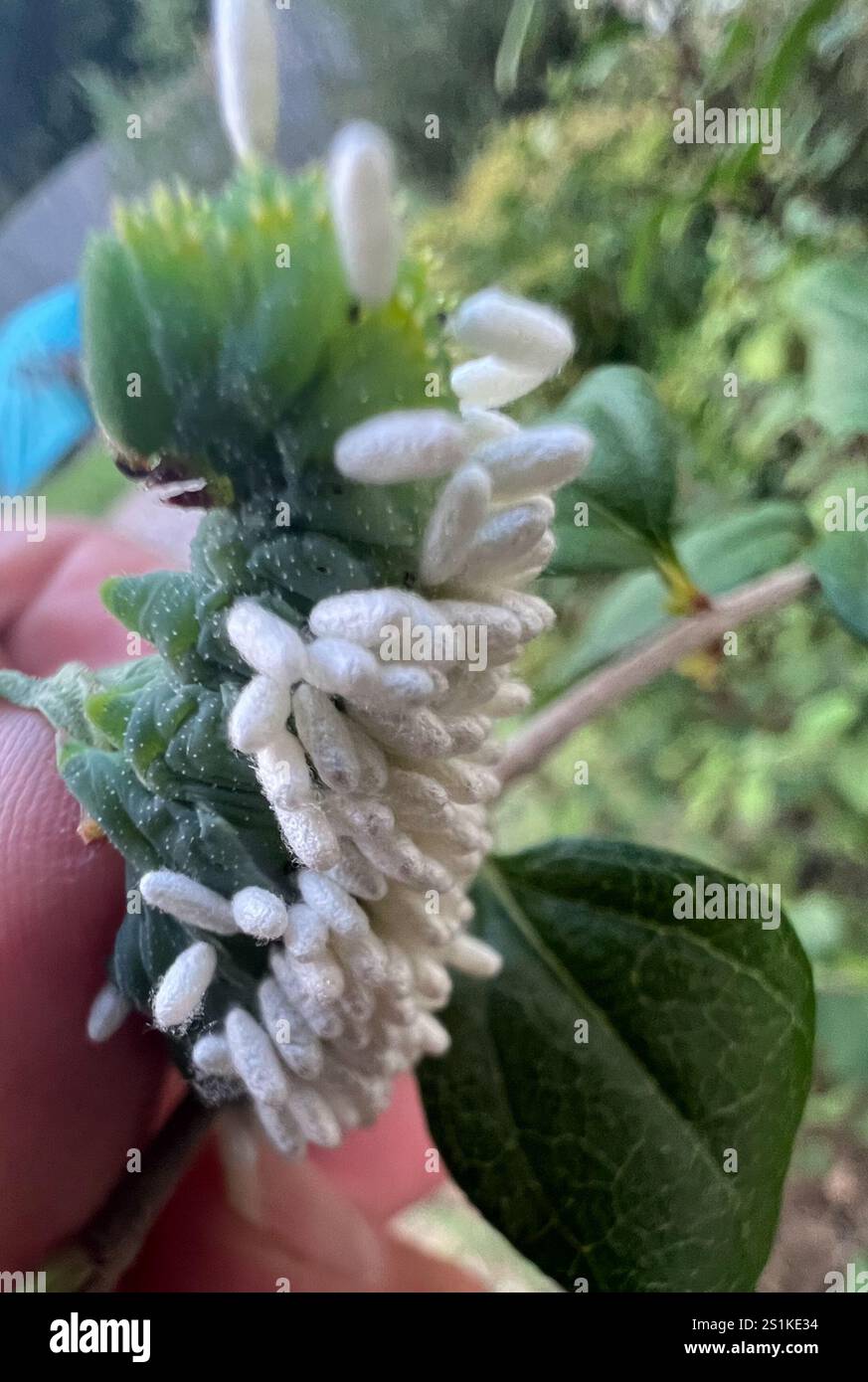Hornworm Parasitoid Wasp (Cotesia congregata Stock Photo - Alamy
