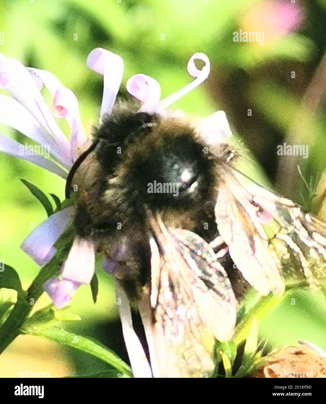 Hill Cuckoo Bumble bee (Bombus rupestris Stock Photo - Alamy