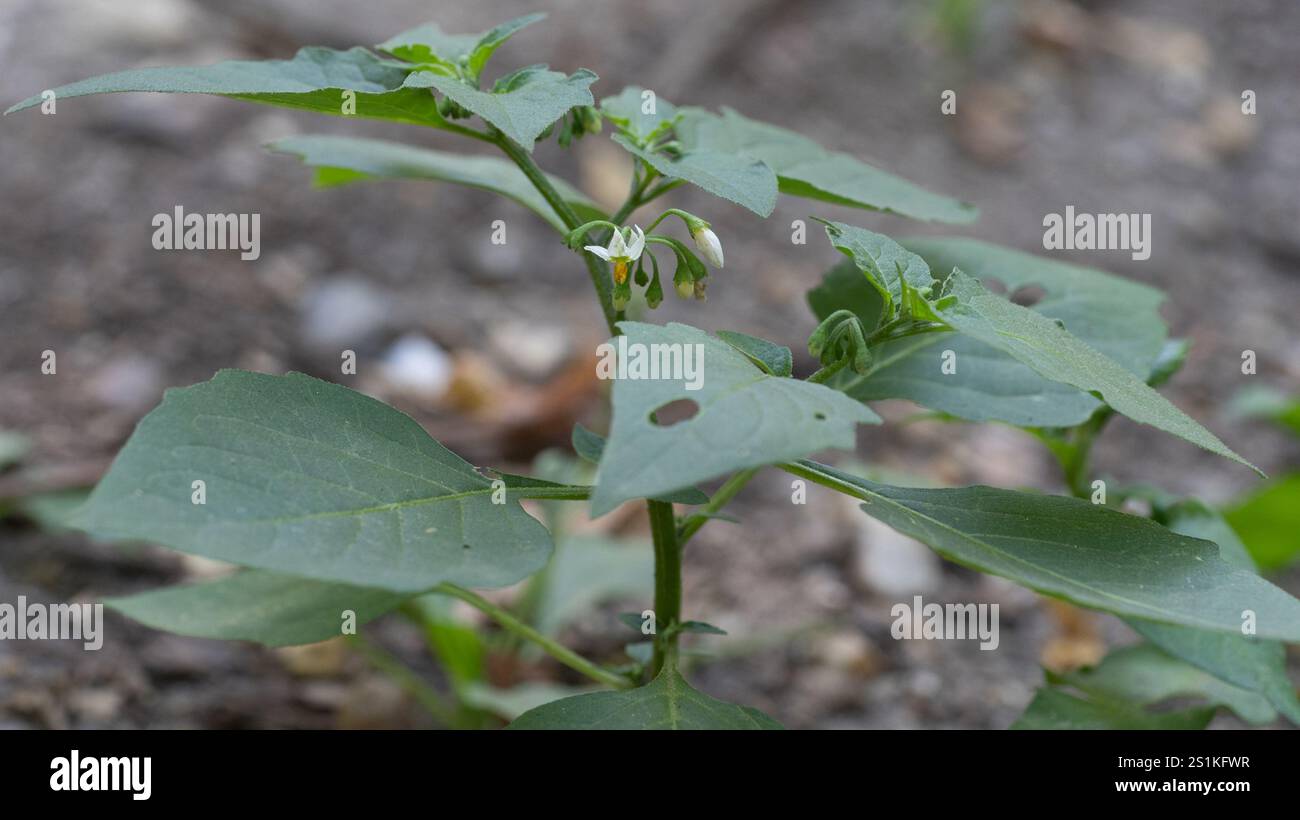 Black Nightshade Complex (Solanum nigrum Stock Photo - Alamy