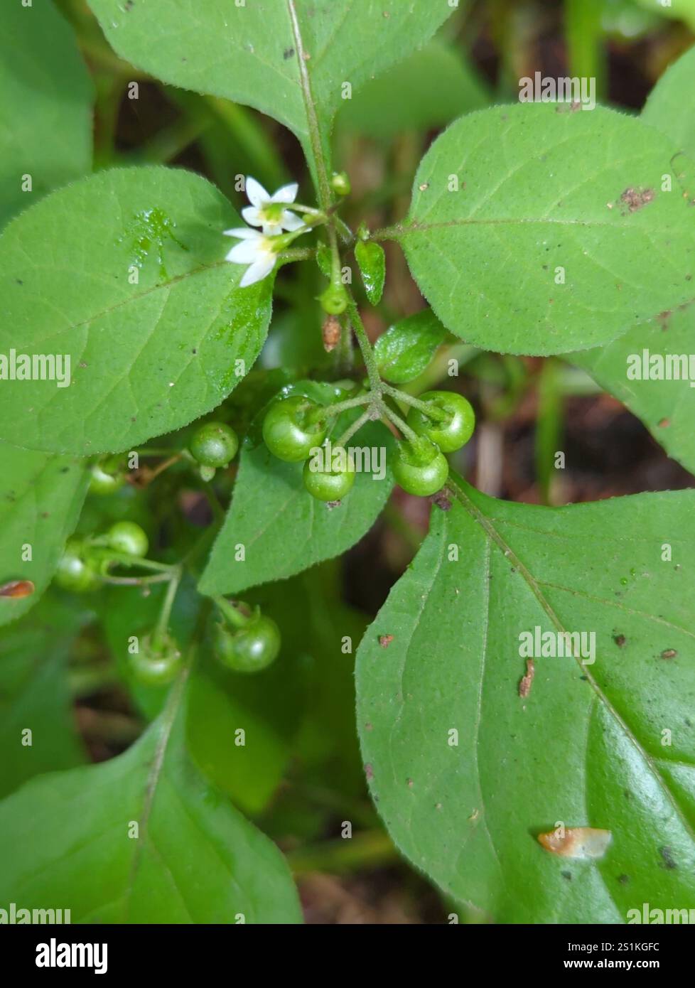 American black nightshade (Solanum americanum Stock Photo - Alamy