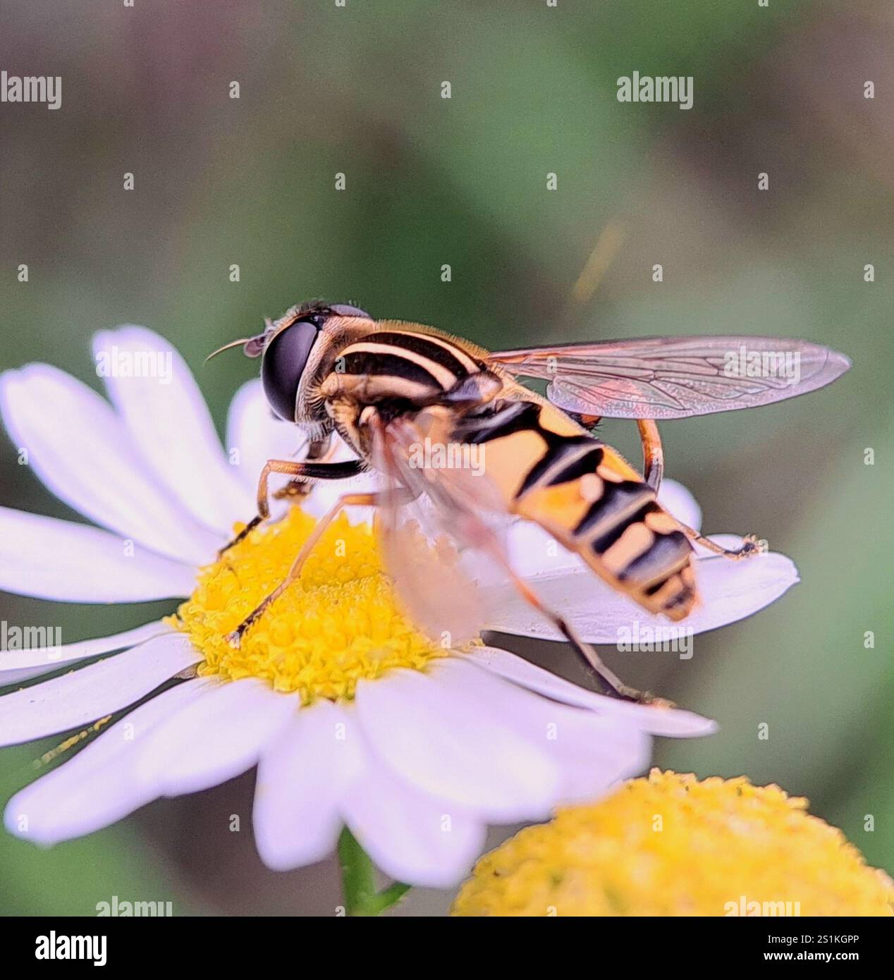 Sun Fly (Helophilus pendulus Stock Photo - Alamy