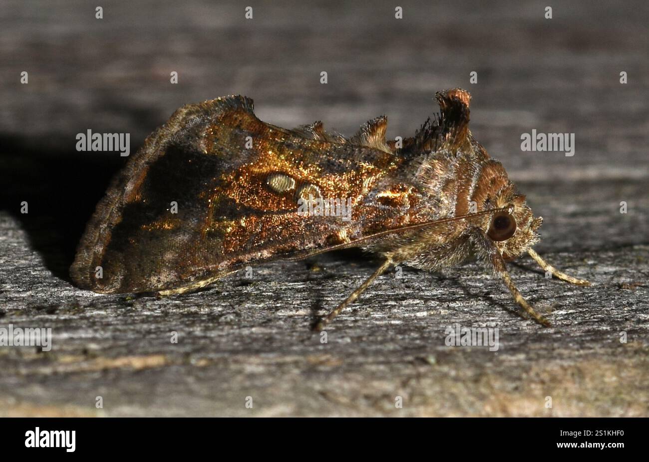Soybean Looper Moth (Chrysodeixis includens Stock Photo - Alamy