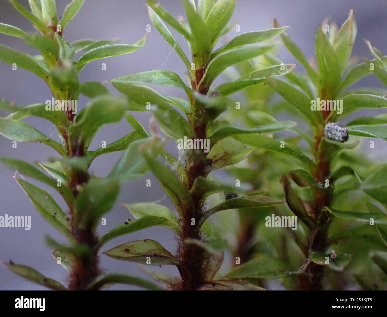 Long-leaved Thread Moss (Ptychostomum pseudotriquetrum Stock Photo - Alamy