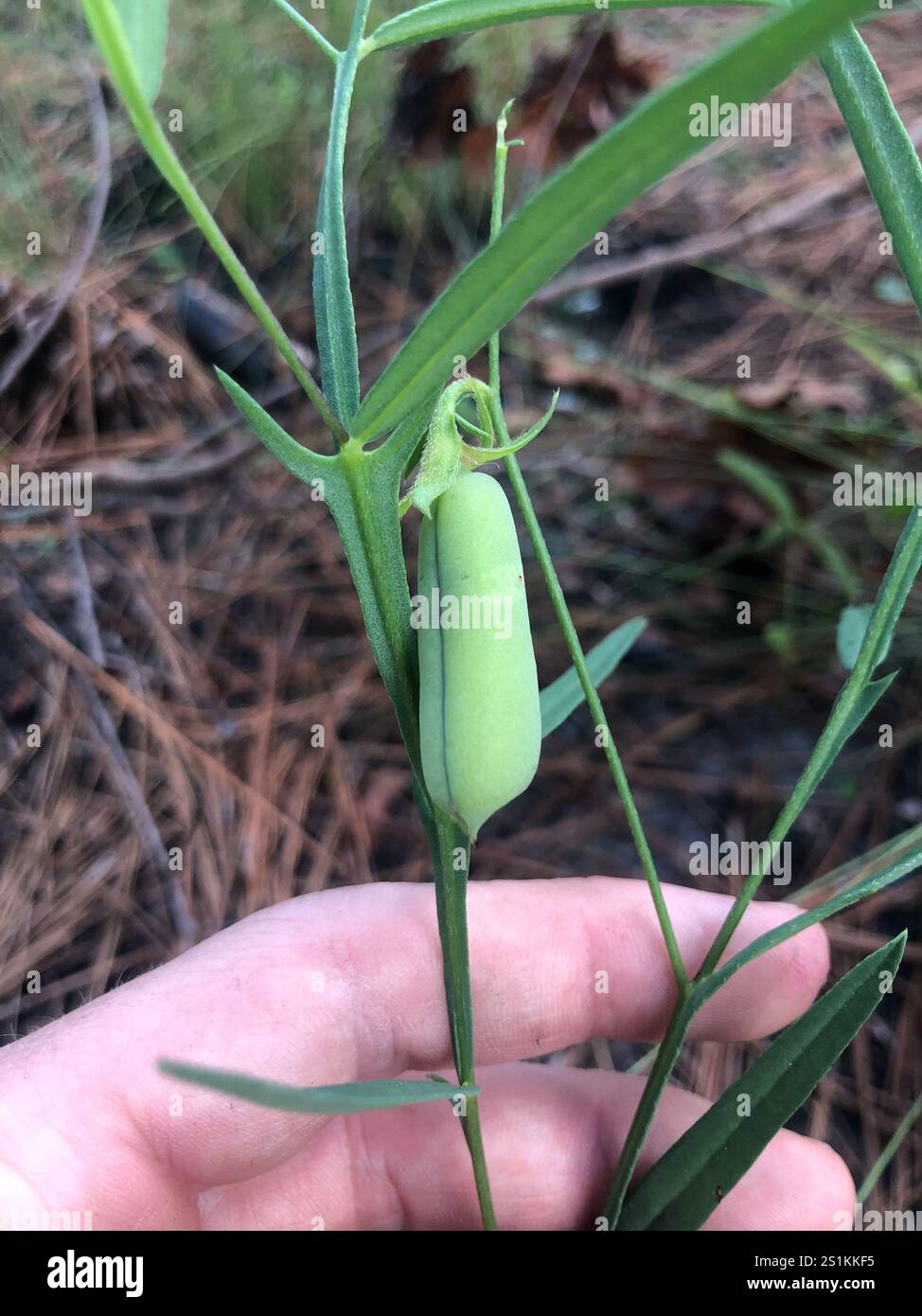 Coastal plain rattlebox (Crotalaria purshii Stock Photo - Alamy