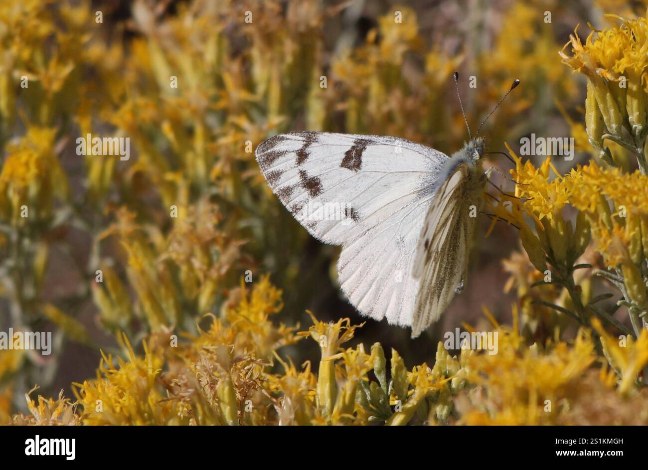 Western White (Pontia occidentalis Stock Photo - Alamy