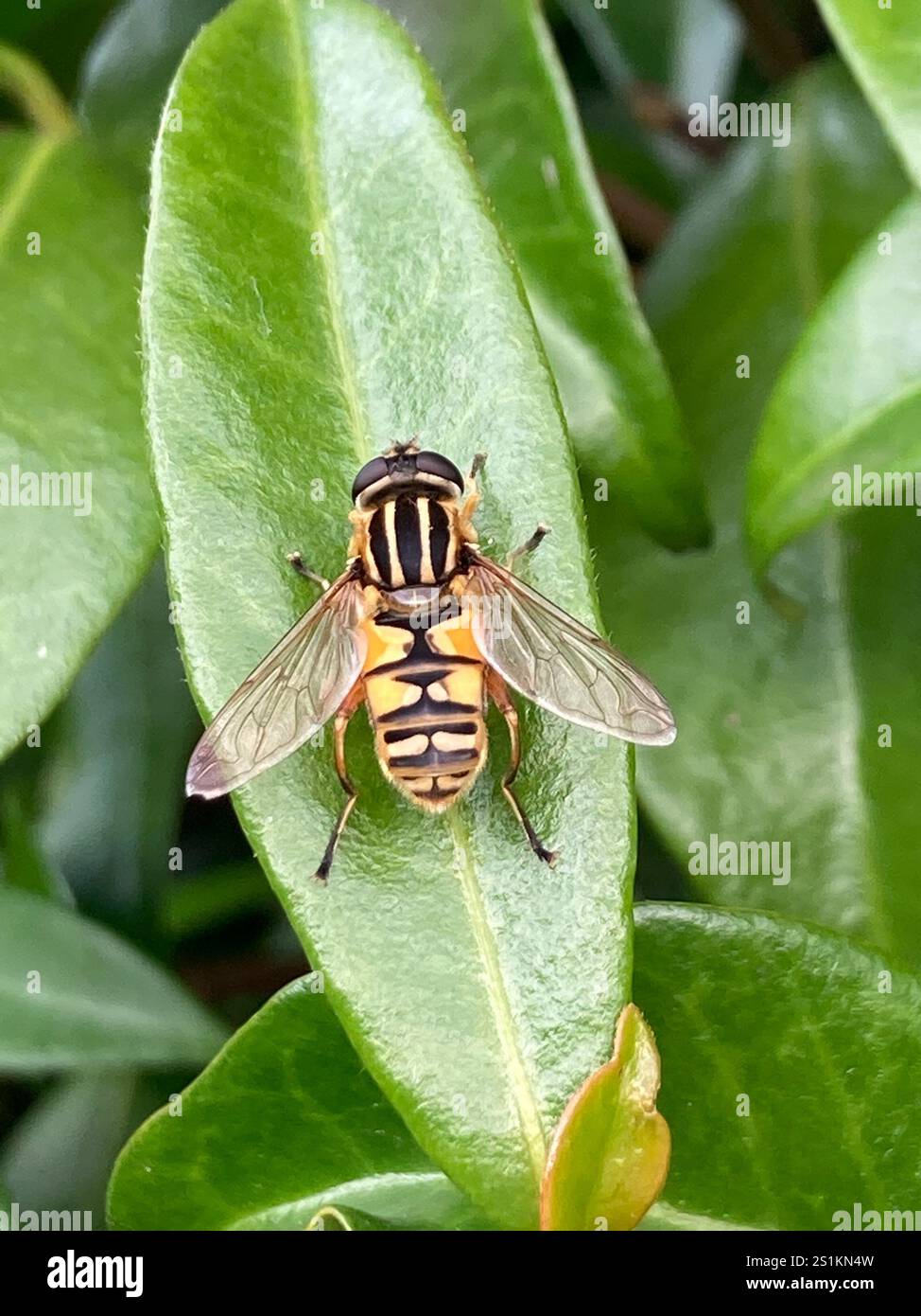 Sun Fly (Helophilus pendulus Stock Photo - Alamy