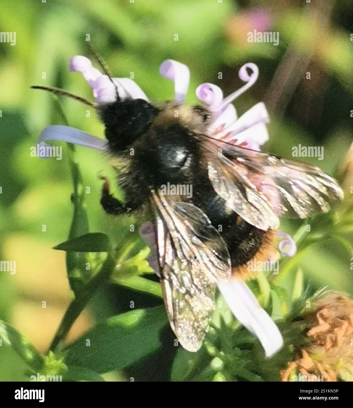 Hill Cuckoo Bumble bee (Bombus rupestris Stock Photo - Alamy