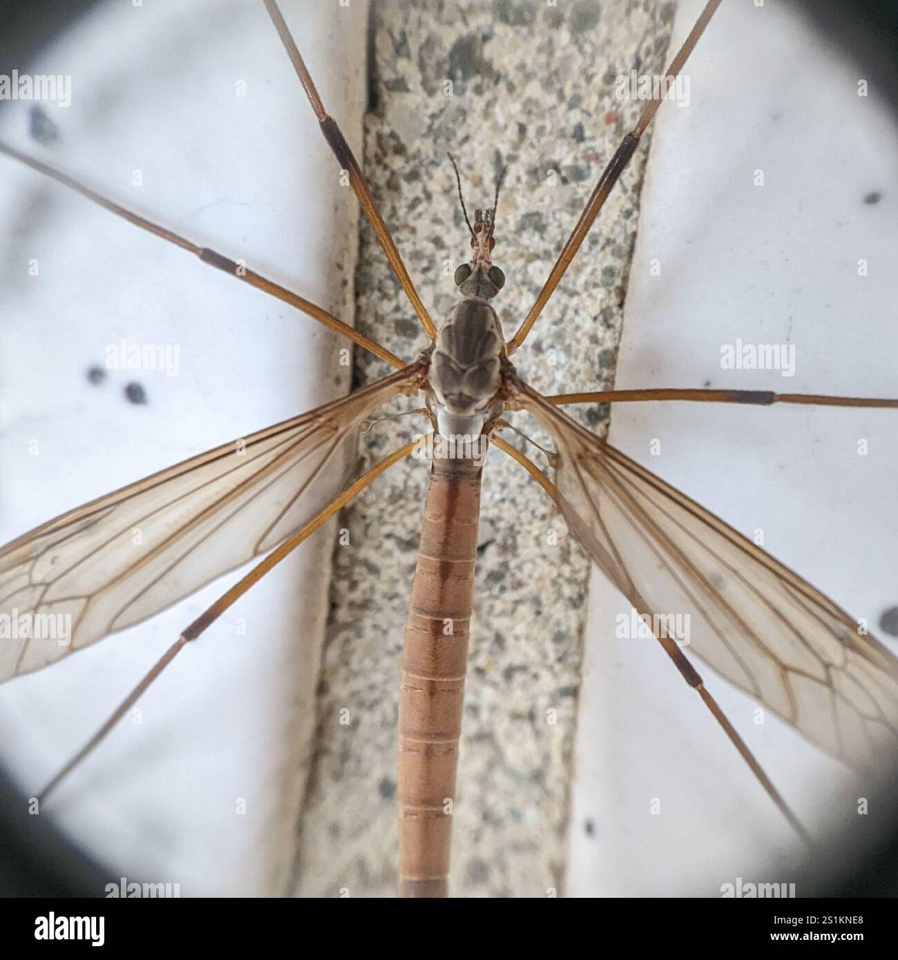 European Crane Fly (Tipula paludosa Stock Photo - Alamy