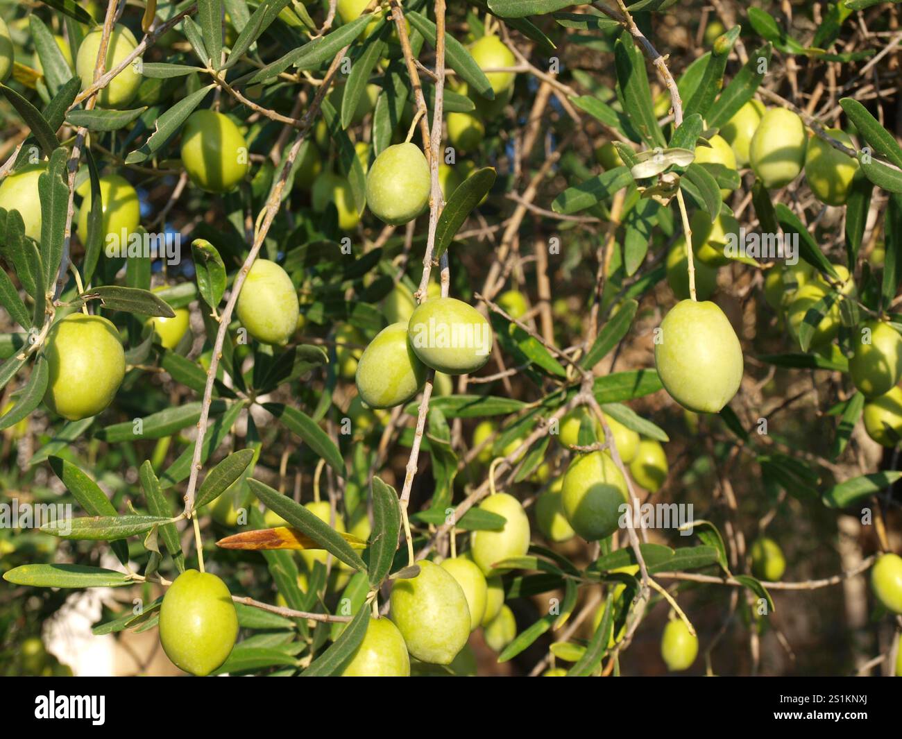 green olives on the olive tree Stock Photo