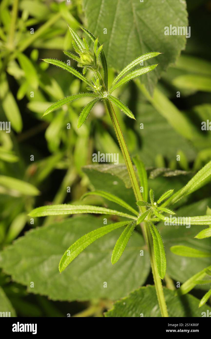 catchweed bedstraw (Galium aparine Stock Photo - Alamy