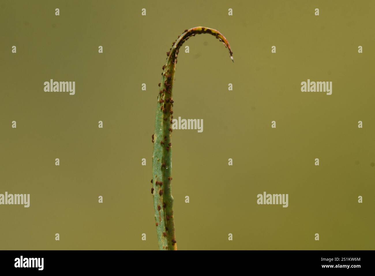 rust fungi (Pucciniales Stock Photo - Alamy