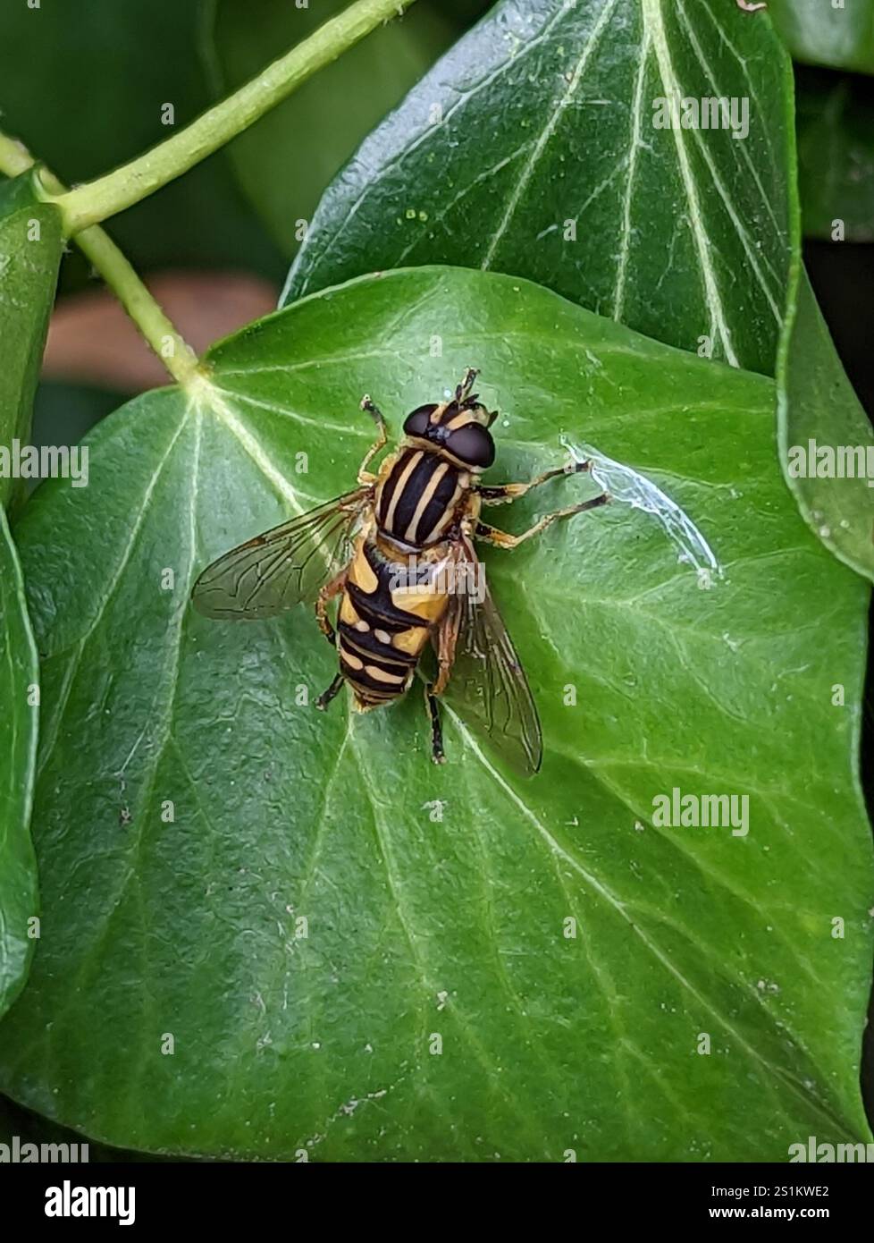 Sun Fly (Helophilus pendulus Stock Photo - Alamy