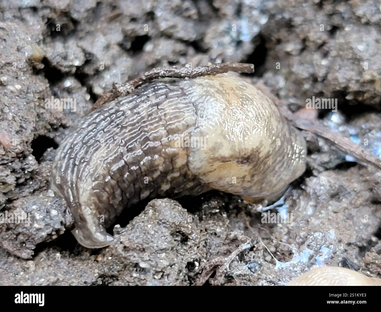 Milky Slug (Deroceras reticulatum Stock Photo - Alamy