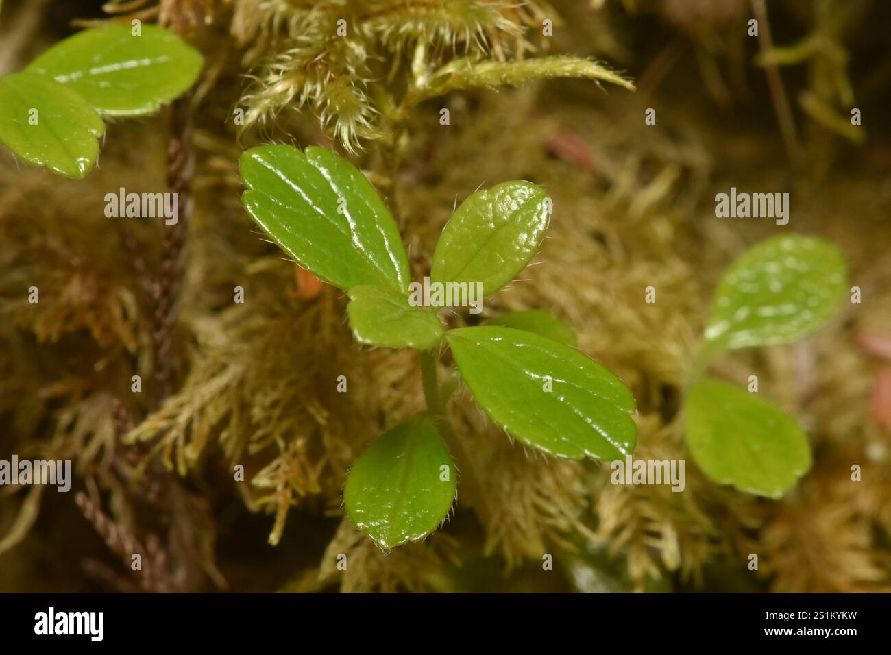 Twinflower (Linnaea borealis Stock Photo - Alamy