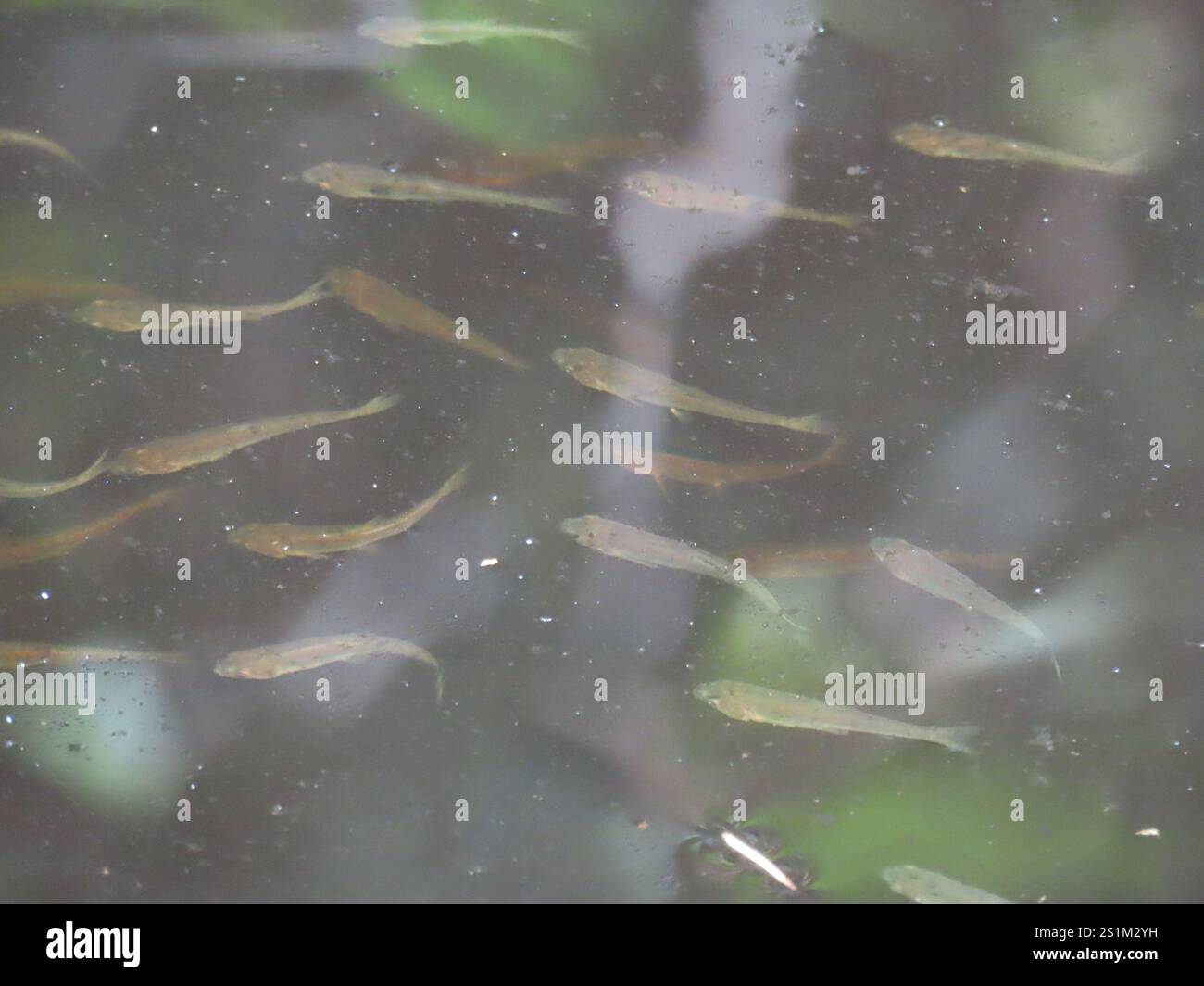 Ray-finned Fishes (Actinopterygii Stock Photo - Alamy