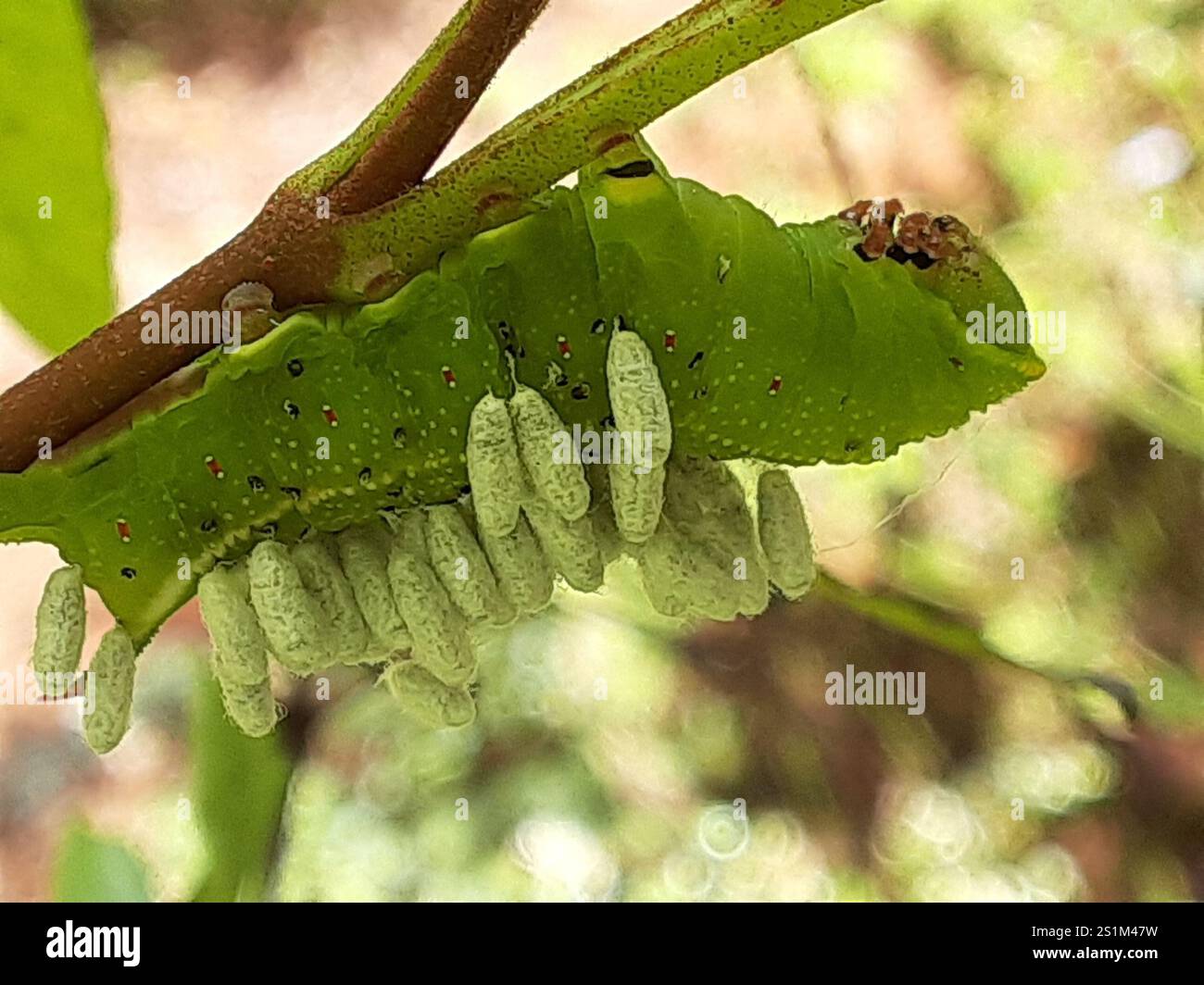 Hornworm Parasitoid Wasp (Cotesia congregata Stock Photo - Alamy