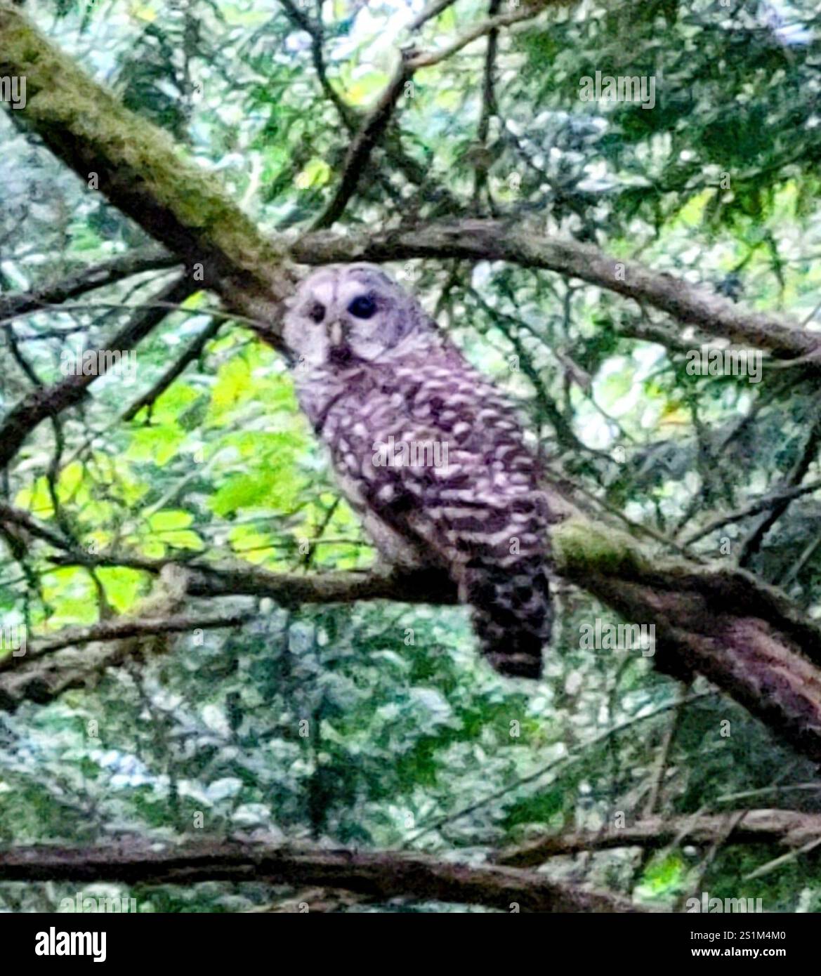 Strix Vari Barred Owl (Strix varia Stock Photo - Alamy
