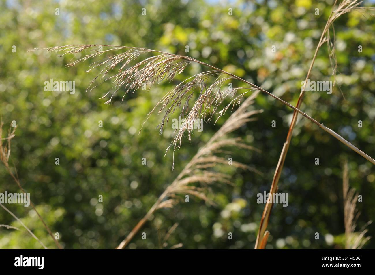 European reed (Phragmites australis australis Stock Photo - Alamy