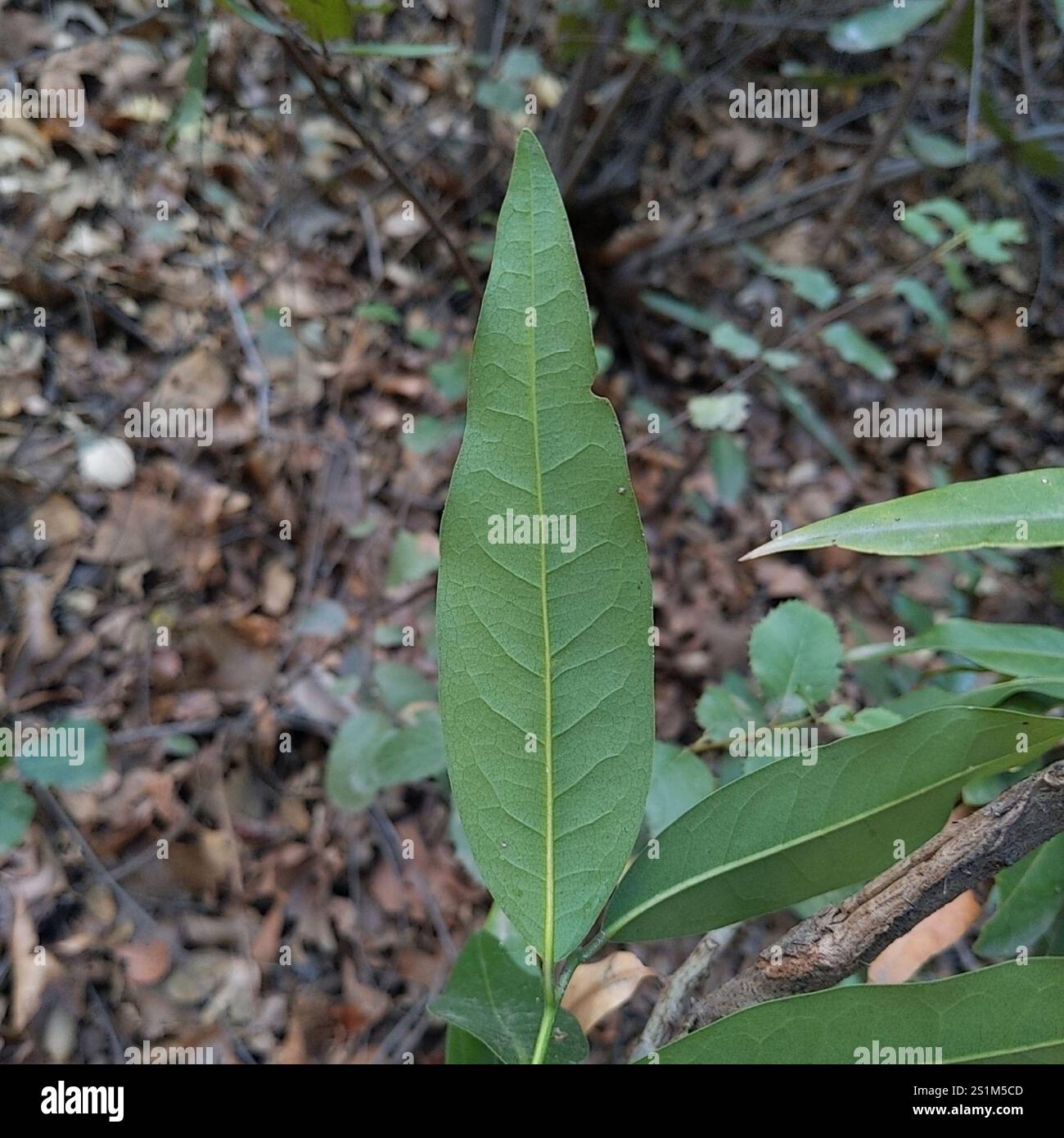 California bay (Umbellularia californica Stock Photo - Alamy