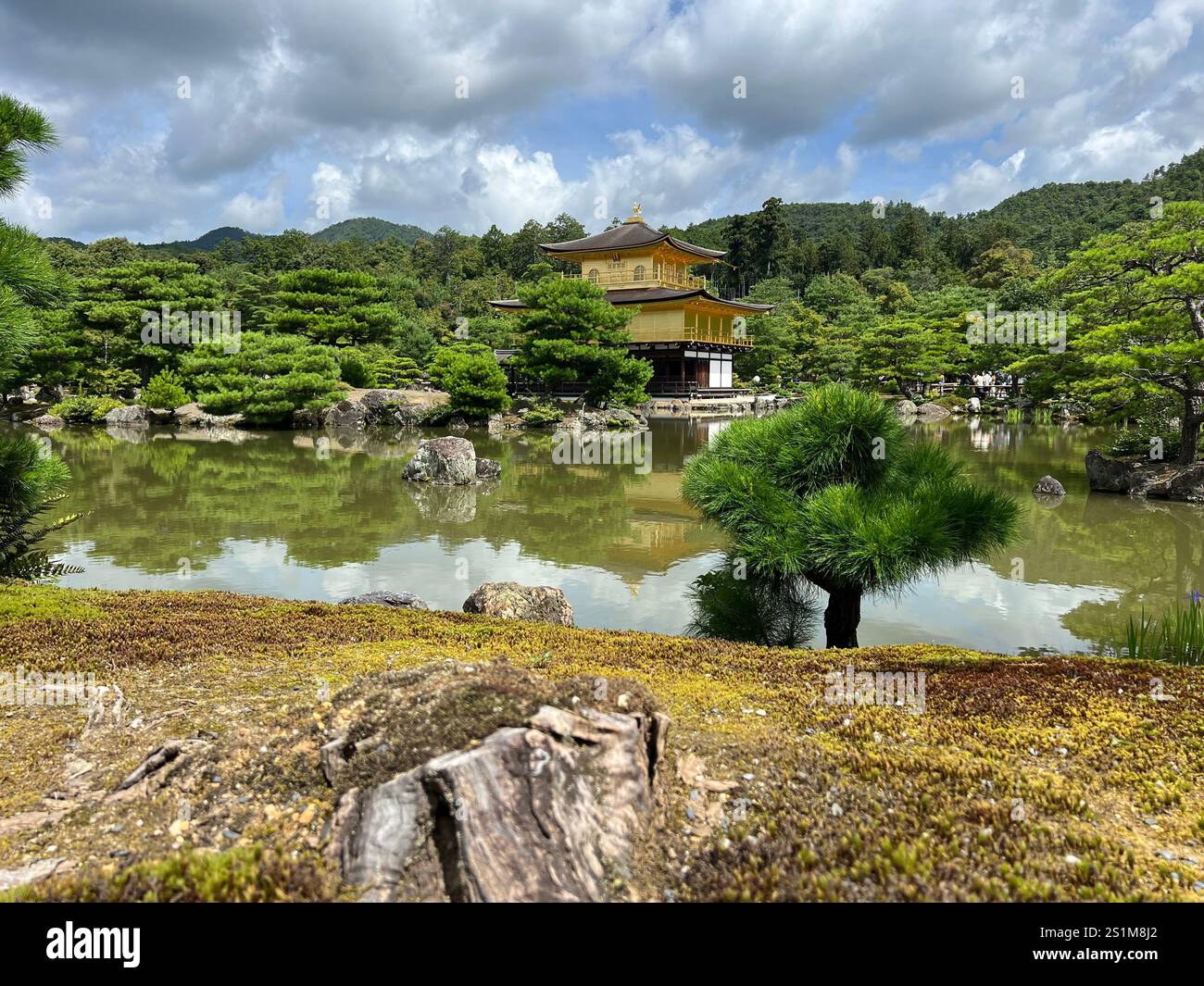 View of the iconic Kinkaku-ji (Golden Pavilion) in Kyoto, Japan, captured from the bank of a pond with a tree stump in the foreground Kinkakuji - Smartphone Captured Stock Image