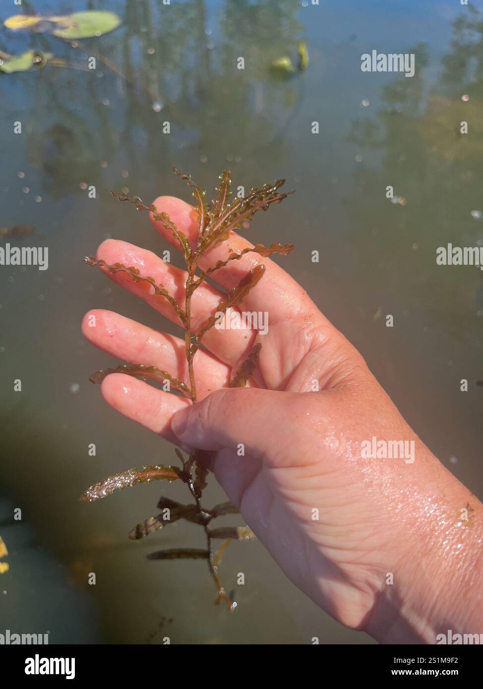 Curly leaf pondweed hi-res stock photography and images - Alamy