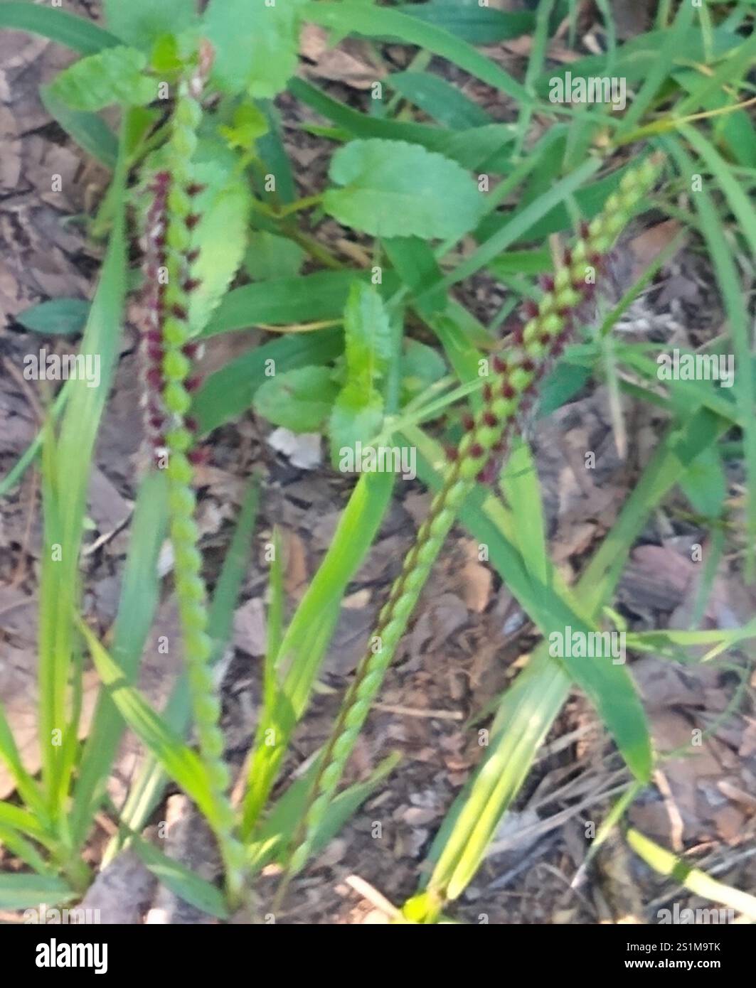 Semi Per Prato Bahia-grass (Paspalum Notatum) - 500g, Resistente A Caldo E Salinit&agrave;
