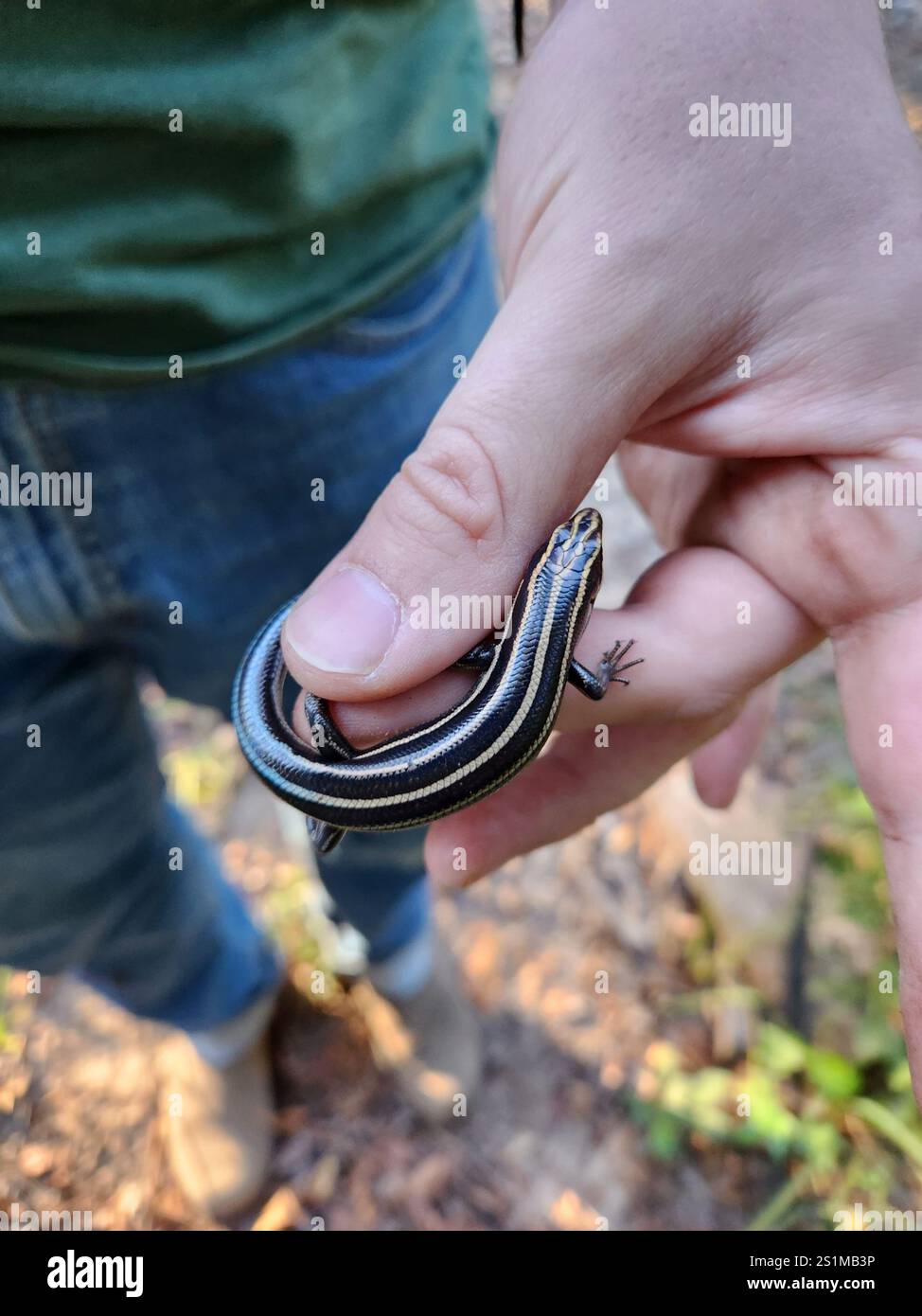 Common Five-lined Skink (Plestiodon fasciatus) Stock Photo