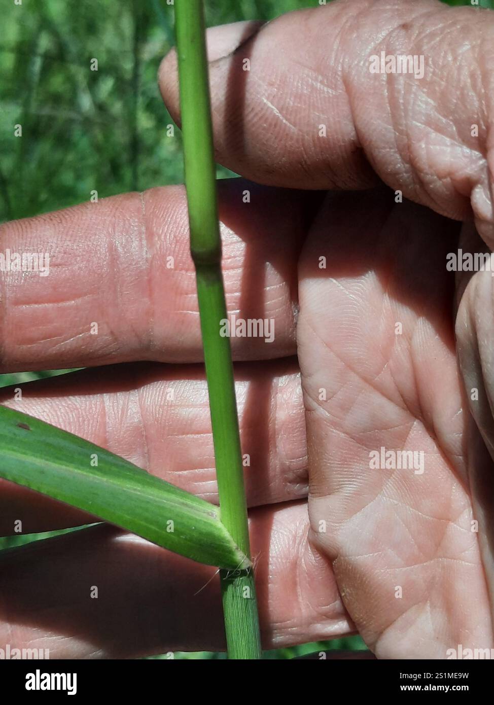 Barnyardgrass echinochloa crus galli hi-res stock photography and ...