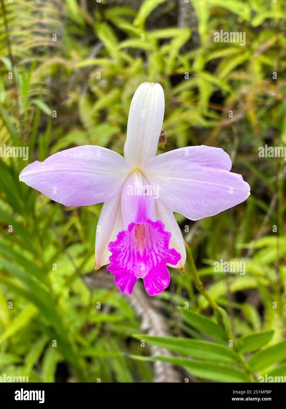 Bamboo Orchid (Arundina graminifolia Stock Photo - Alamy