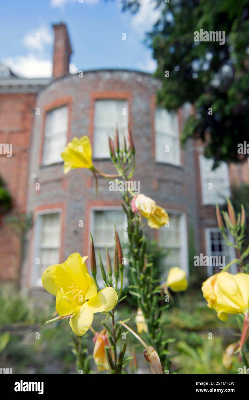 Verbascum at Welford Park near Newbury where the 'Great British Bake Off' was recently filmed (Aug 2014). Stock Photo