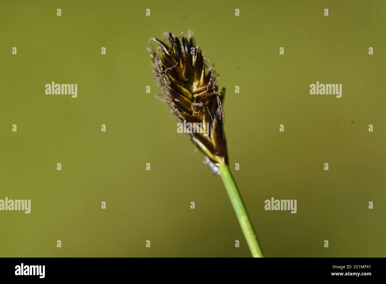 black alpine sedge (Carex nigricans Stock Photo - Alamy