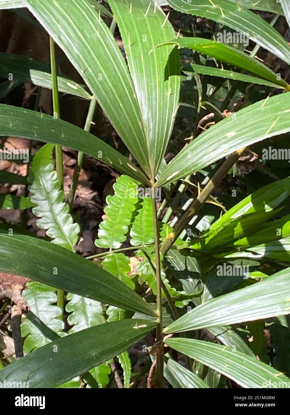 Calamus rotang hi-res stock photography and images - Alamy