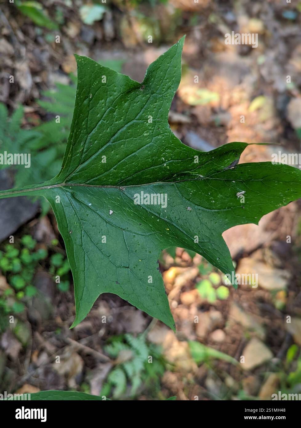 white rattlesnake root (Nabalus albus Stock Photo - Alamy