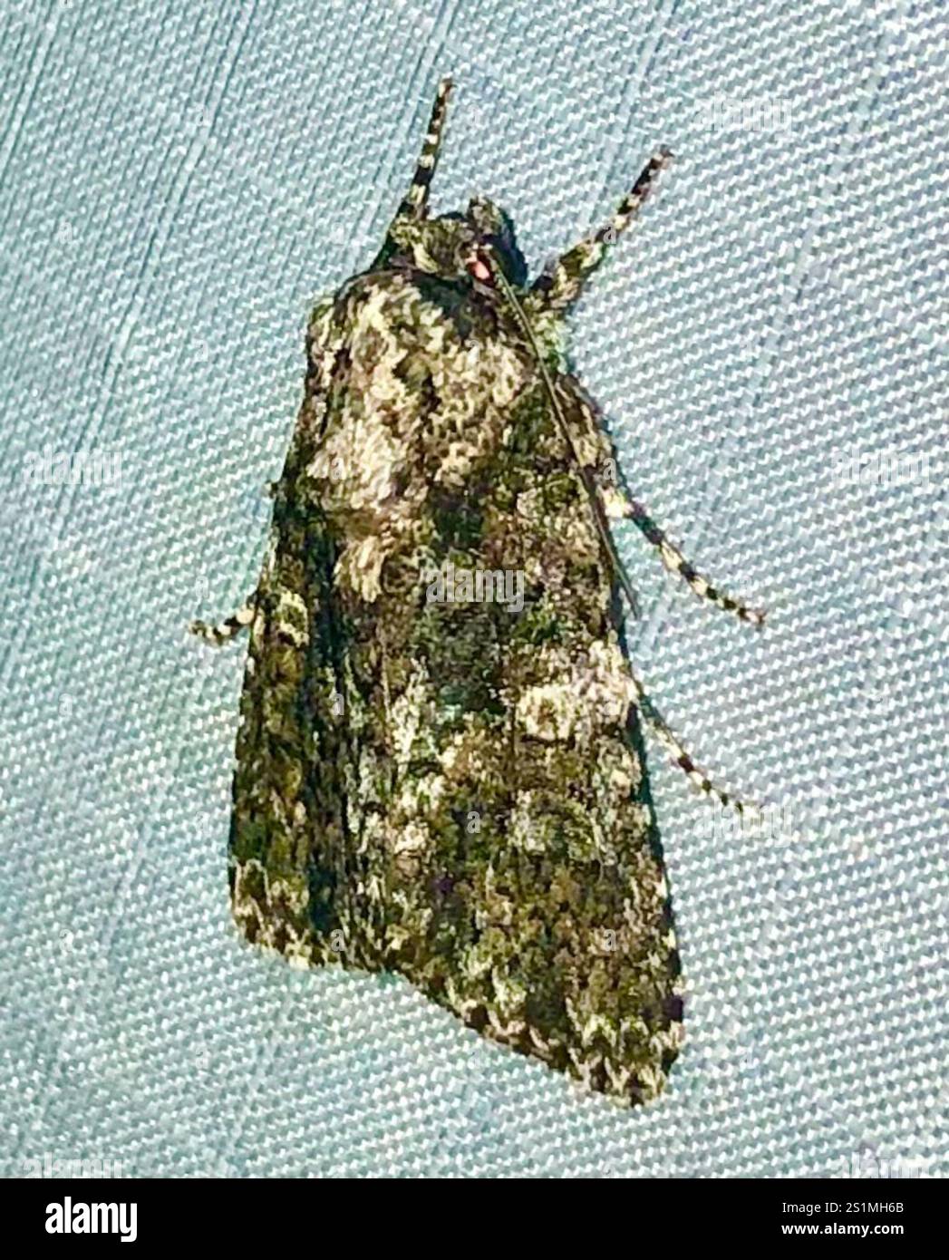 Afflicted Dagger (Acronicta afflicta Stock Photo - Alamy